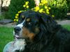 Berner Sennenhund Hund