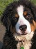 Berner Sennenhund Hund