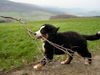 Berner Sennenhund Hund