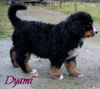 Berner Sennenhund Hund