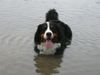 Berner Sennenhund Hund