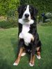 Berner Sennenhund Hund