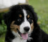 Berner Sennenhund Hund