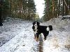 Berner Sennenhund Hund