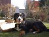 Berner Sennenhund Hund