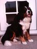 Berner Sennenhund Hund