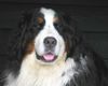 Berner Sennenhund Hund