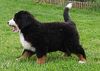 Berner Sennenhund Hund