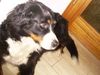 Berner Sennenhund Hund