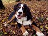 Berner Sennenhund Hund