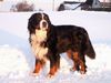 Berner Sennenhund Hund