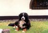 Berner Sennenhund Hund