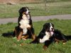 Berner Sennenhund Hund