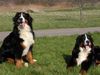 Berner Sennenhund Hund