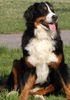 Berner Sennenhund Hund