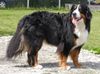 Berner Sennenhund Hund