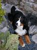 Berner Sennenhund Hund