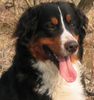 Berner Sennenhund Hund