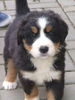 Berner Sennenhund Hund