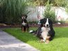 Berner Sennenhund Hund