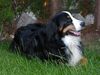 Berner Sennenhund Hund