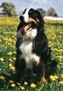 Berner Sennenhund Hund