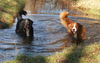 Berner Sennenhund Hund