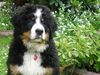 Berner Sennenhund Hund