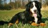 Berner Sennenhund Hund