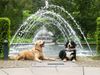 Berner Sennenhund Hund