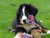 Berner Sennenhund Hund