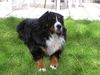 Berner Sennenhund Hund