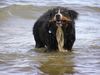 Berner Sennenhund Hund