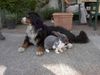 Berner Sennenhund Hund