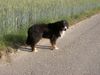 Berner Sennenhund Hund