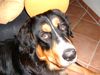 Berner Sennenhund Hund