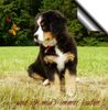 Berner Sennenhund Hund