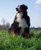 Berner Sennenhund Hund