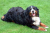 Berner Sennenhund Hund