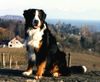 Berner Sennenhund Hund