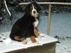 Berner Sennenhund Hund