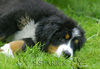 Berner Sennenhund Hund