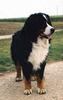 Berner Sennenhund Hund