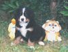 Berner Sennenhund Hund