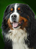 Berner Sennenhund Hund