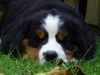 Berner Sennenhund Hund