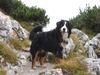 Berner Sennenhund Hund