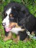 Berner Sennenhund Hund