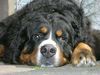 Berner Sennenhund Hund