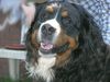 Berner Sennenhund Hund